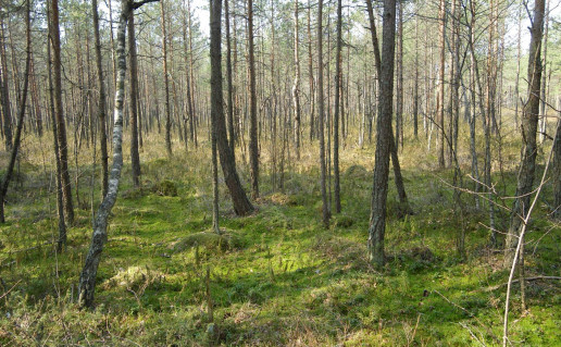 11_pelke Meskos sikna - Zackagirio take.jpg